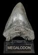 Bargain, Megalodon Tooth - South Carolina #51084-2